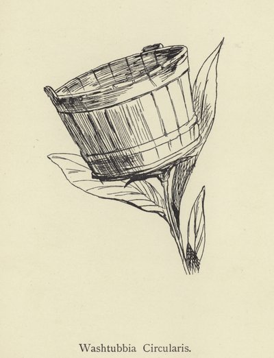 Washtubbia cirkulære af Edward Lear